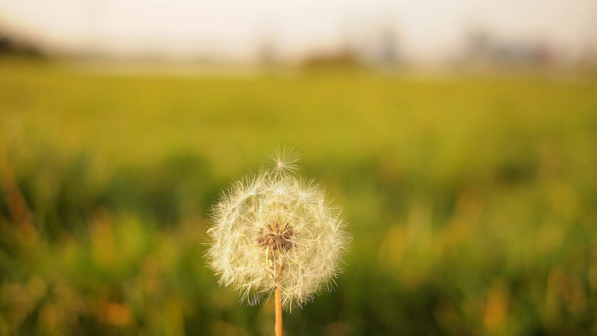 Single Dandilion puffball